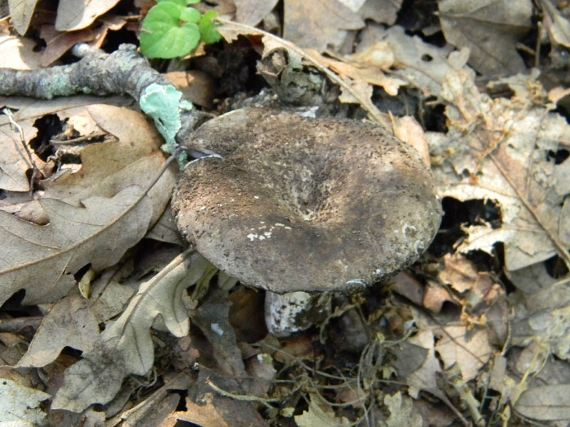 2�gruppo fotog.il 29.07.2011.sotto Quercia