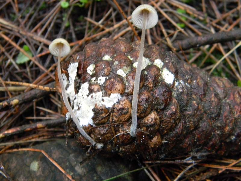 Mycena fotog. 11.01.2011.