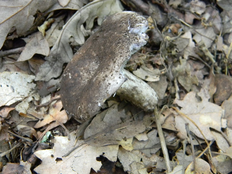 2�gruppo fotog.il 29.07.2011.sotto Quercia