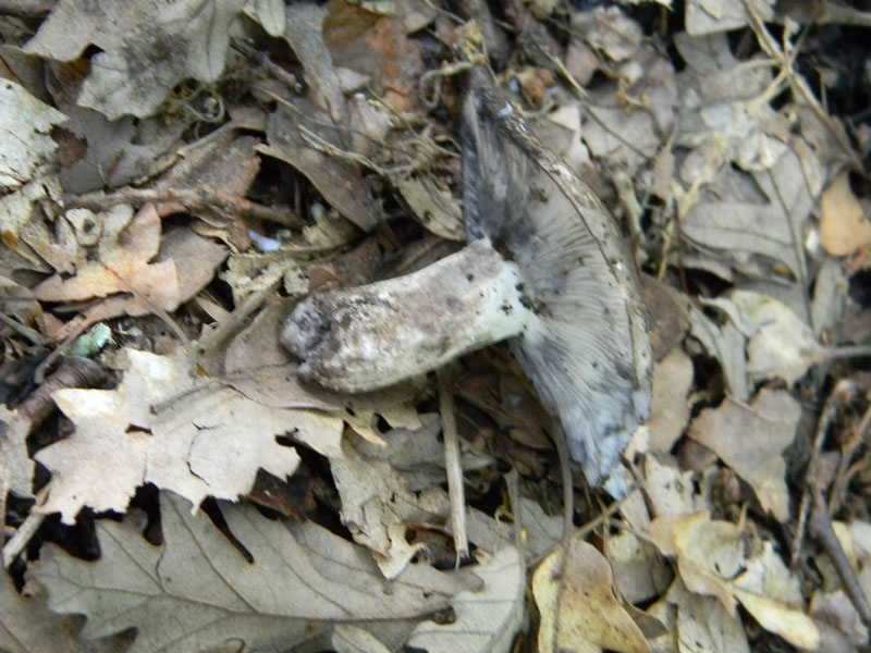 2�gruppo fotog.il 29.07.2011.sotto Quercia