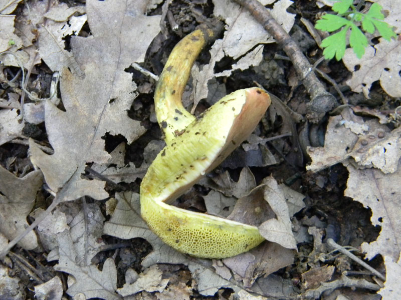 2�gruppo fotog.il 29.07.2011.sotto Quercia