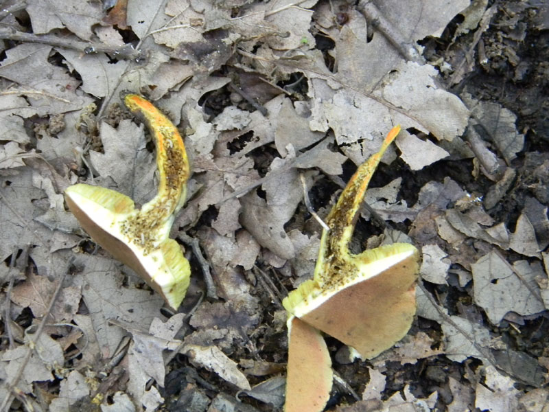 2�gruppo fotog.il 29.07.2011.sotto Quercia