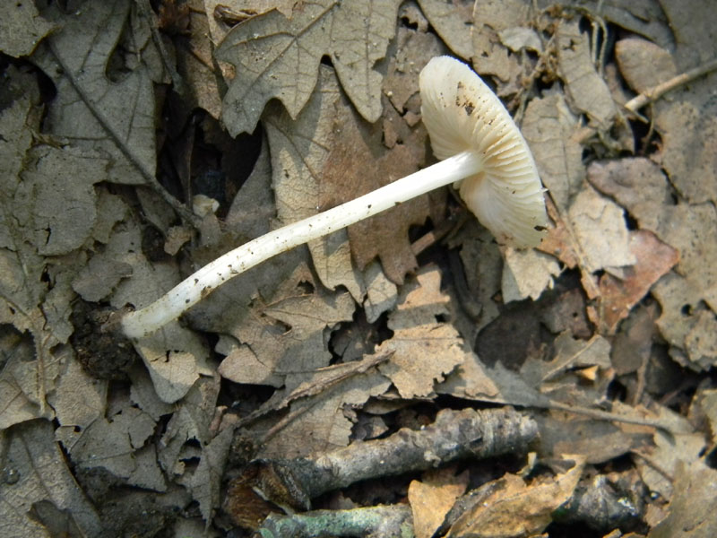 3�Gruppo del 29.07.2011.bosco di Quercia