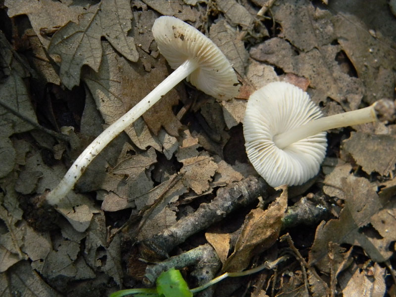 3�Gruppo del 29.07.2011.bosco di Quercia