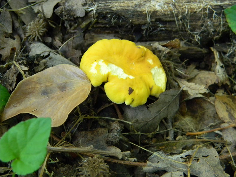 3�Gruppo del 29.07.2011.bosco di Quercia