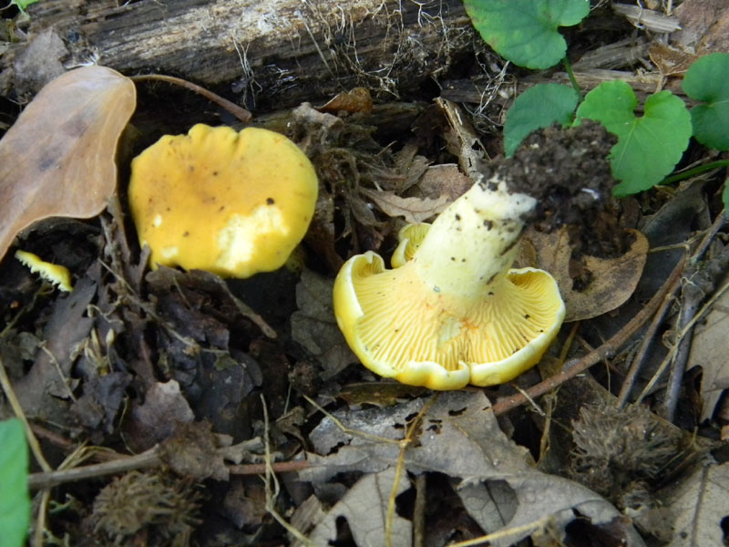 3�Gruppo del 29.07.2011.bosco di Quercia