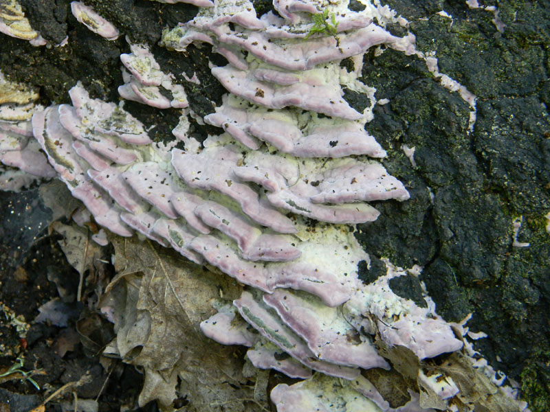 3�Gruppo del 29.07.2011.bosco di Quercia