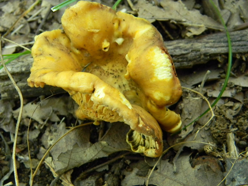 3�Gruppo del 29.07.2011.bosco di Quercia