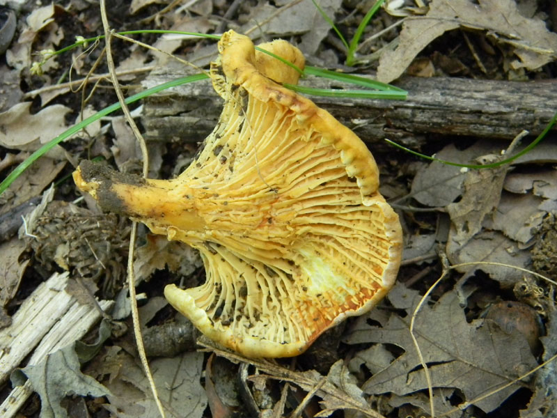 3�Gruppo del 29.07.2011.bosco di Quercia