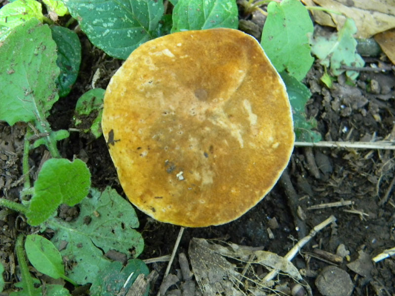 3�Gruppo del 29.07.2011.bosco di Quercia