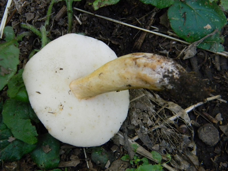 3�Gruppo del 29.07.2011.bosco di Quercia