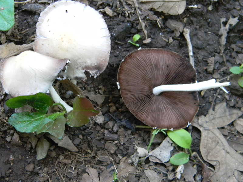 1�gruppo di ritrovamenti del 2.08.2011.bosco di Quercia