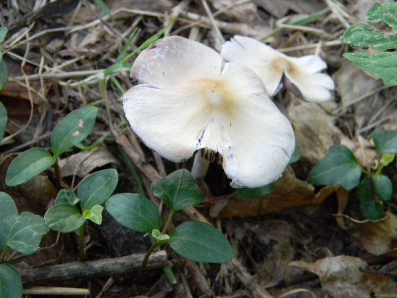 1�gruppo di ritrovamenti del 2.08.2011.bosco di Quercia