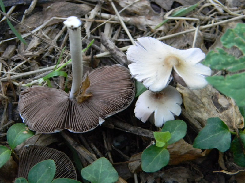 1�gruppo di ritrovamenti del 2.08.2011.bosco di Quercia