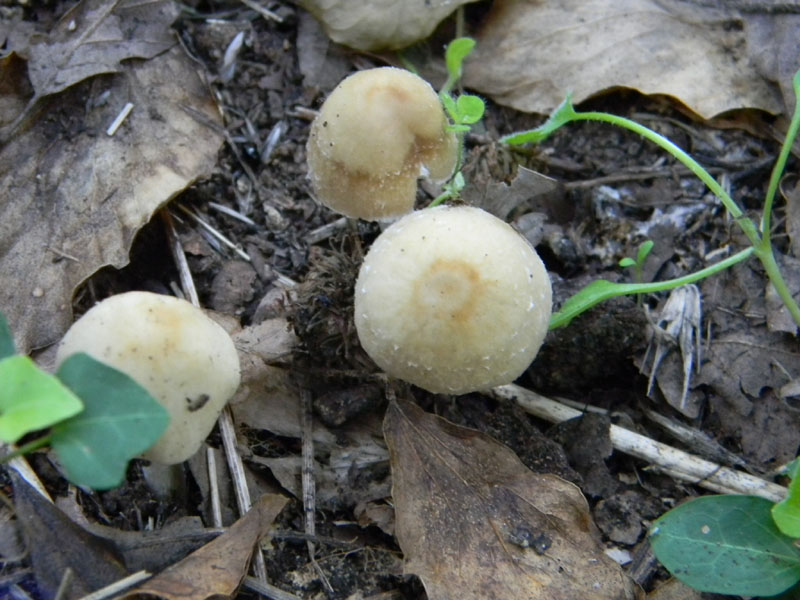 1�gruppo di ritrovamenti del 2.08.2011.bosco di Quercia