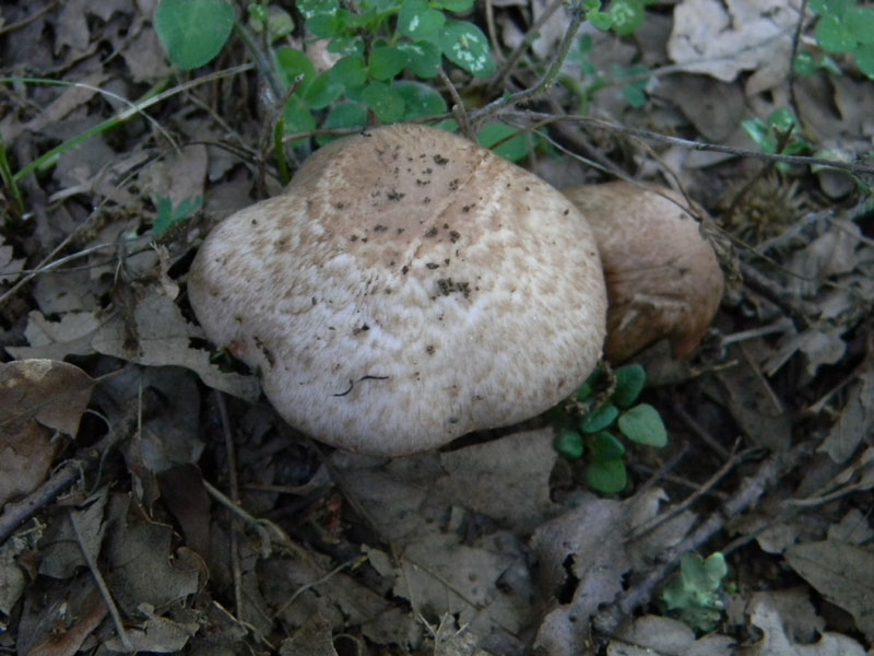 1�gruppo di ritrovamenti del 2.08.2011.bosco di Quercia