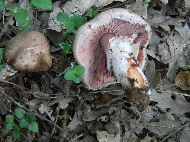 1�gruppo di ritrovamenti del 2.08.2011.bosco di Quercia
