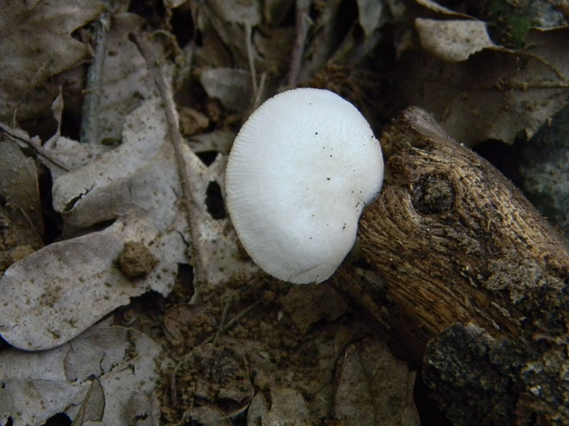 1�gruppo di ritrovamenti del 2.08.2011.bosco di Quercia
