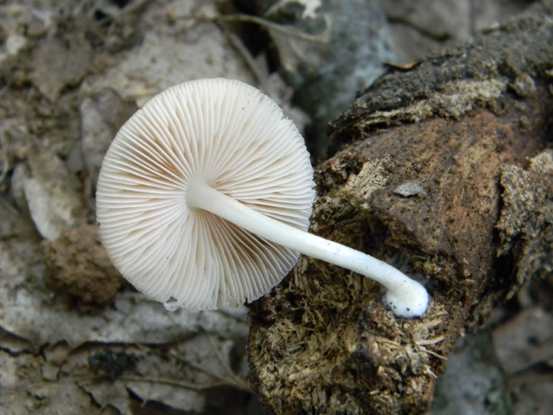 1�gruppo di ritrovamenti del 2.08.2011.bosco di Quercia
