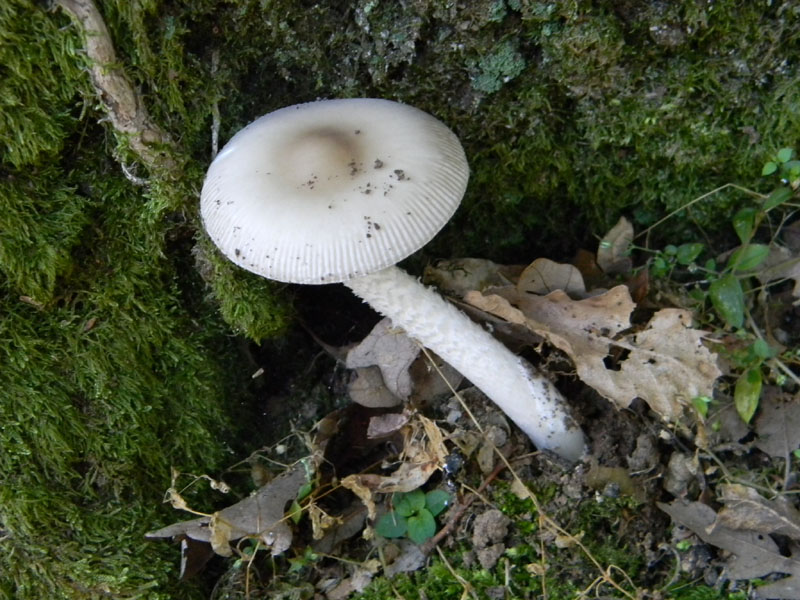 1�gruppo di ritrovamenti del 2.08.2011.bosco di Quercia