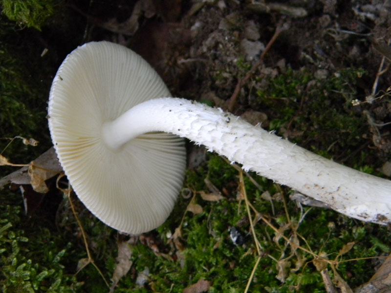 1�gruppo di ritrovamenti del 2.08.2011.bosco di Quercia