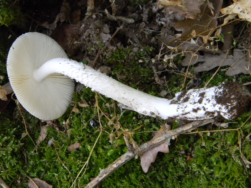 1�gruppo di ritrovamenti del 2.08.2011.bosco di Quercia