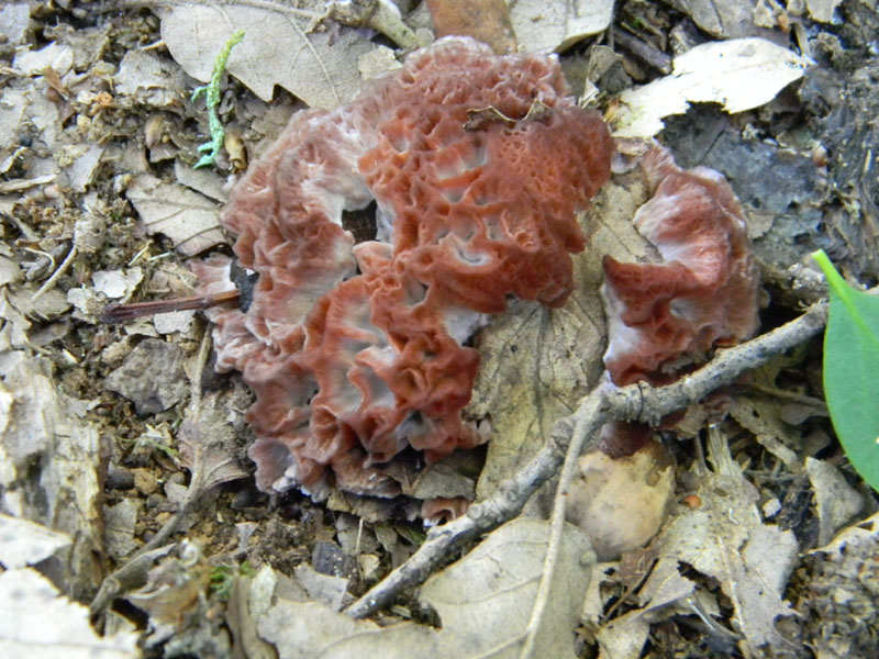 2�Gruppo di ritrovamenti del 2.08.2011.sotto Quercia
