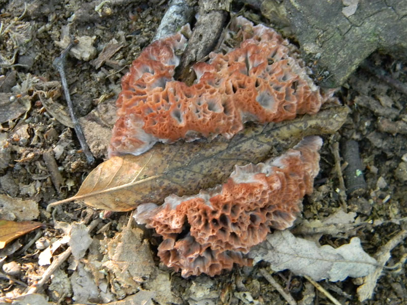 2�Gruppo di ritrovamenti del 2.08.2011.sotto Quercia