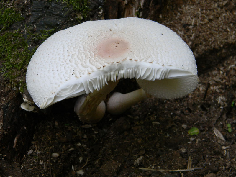 2�Gruppo di ritrovamenti del 2.08.2011.sotto Quercia