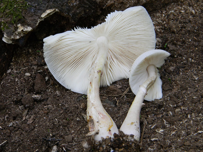 2�Gruppo di ritrovamenti del 2.08.2011.sotto Quercia