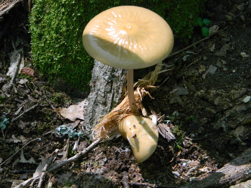 2�Gruppo di ritrovamenti del 2.08.2011.sotto Quercia