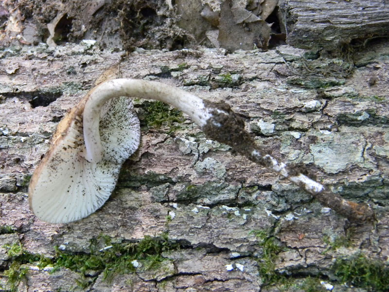 2�Gruppo di ritrovamenti del 2.08.2011.sotto Quercia