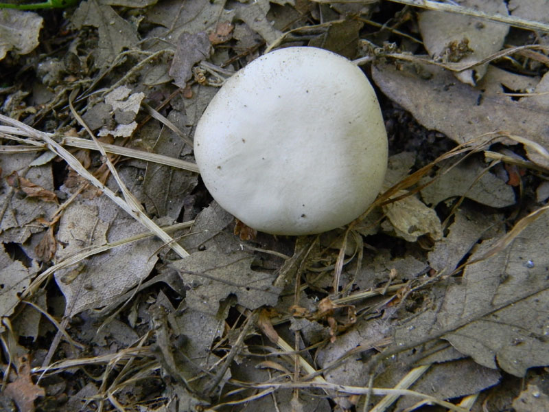 2�Gruppo di ritrovamenti del 2.08.2011.sotto Quercia
