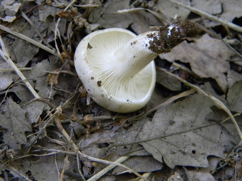 2�Gruppo di ritrovamenti del 2.08.2011.sotto Quercia