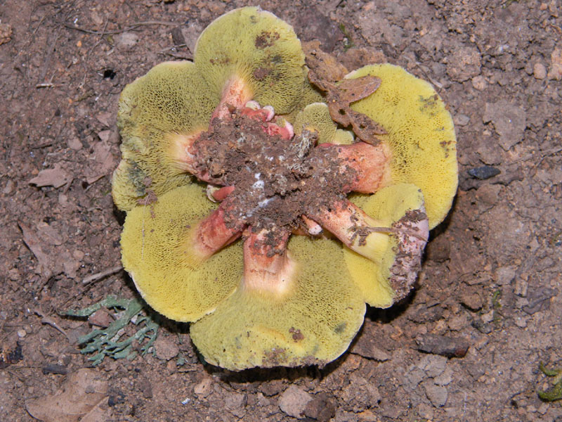 Ritrovamenti del 5.08.2011.sotto Quercia