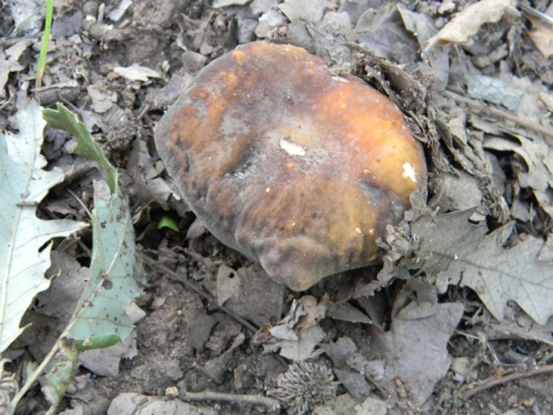 Fotografati il 5.08.2011.bosco di Quercia 2�gruppo