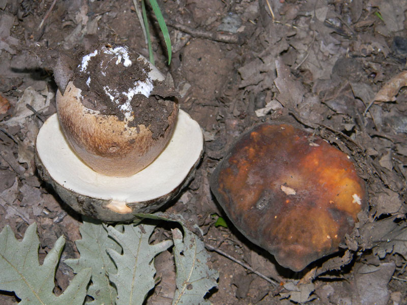 Fotografati il 5.08.2011.bosco di Quercia 2�gruppo