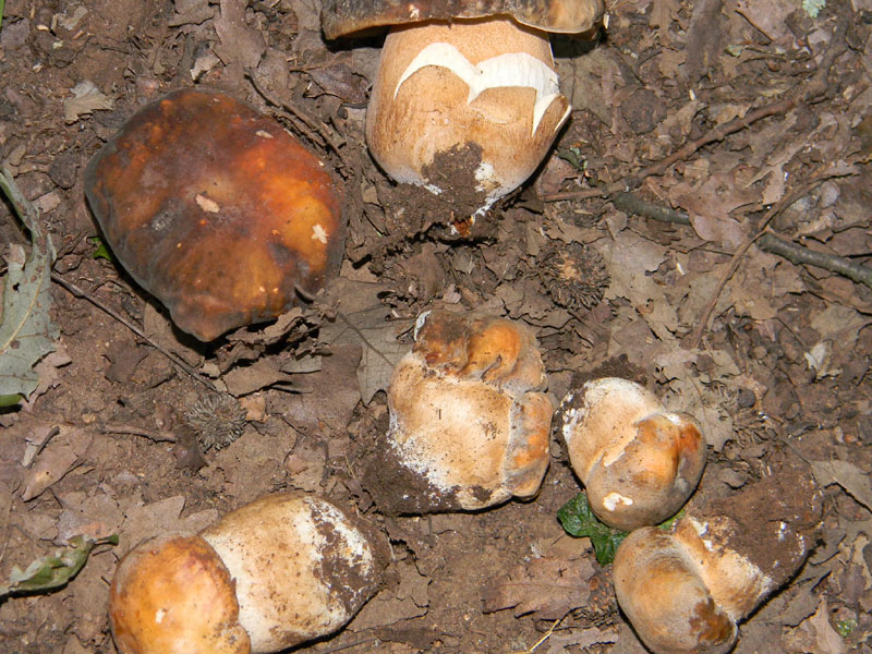 Fotografati il 5.08.2011.bosco di Quercia 2�gruppo