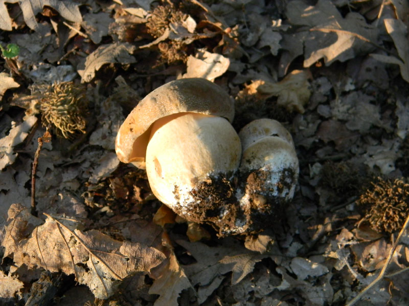 Fotografati il 5.08.2011.bosco di Quercia 2�gruppo