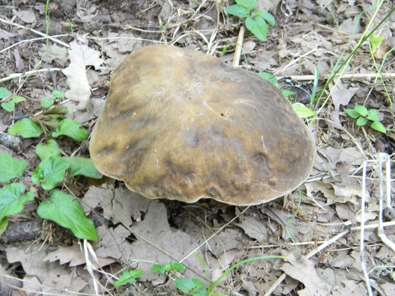 Fotografati il 5.08.2011.bosco di Quercia 2�gruppo