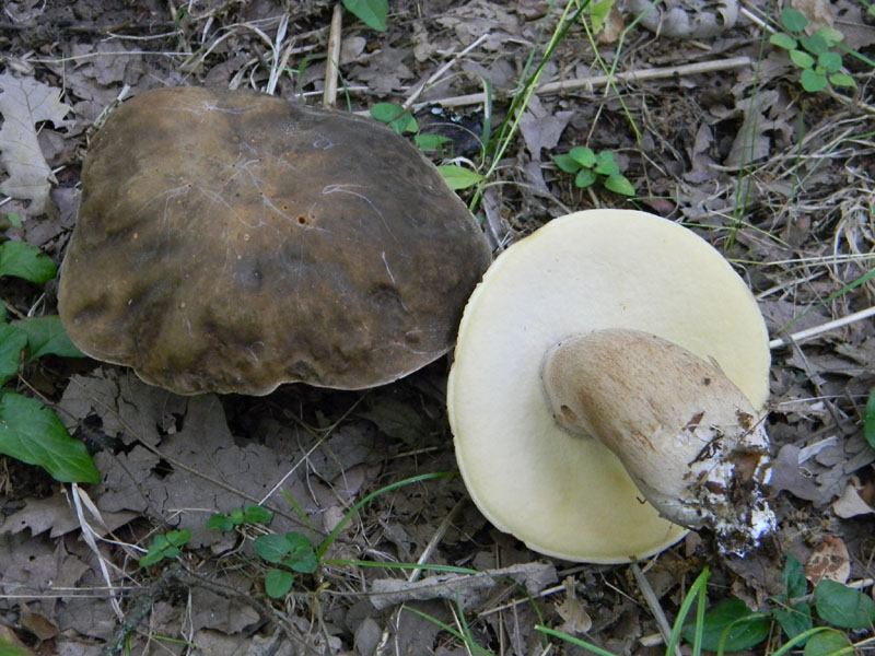 Fotografati il 5.08.2011.bosco di Quercia 2�gruppo