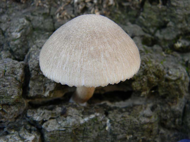 Fotografato il 18.01.2011.tronco morto di quercia