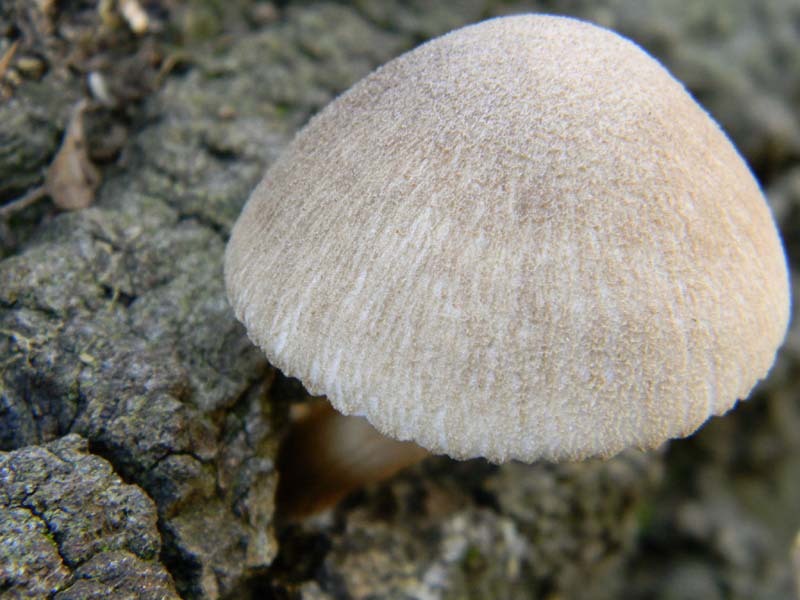 Fotografato il 18.01.2011.tronco morto di quercia