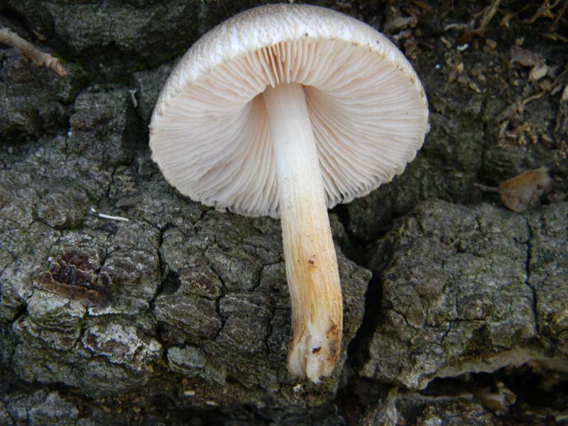 Fotografato il 18.01.2011.tronco morto di quercia