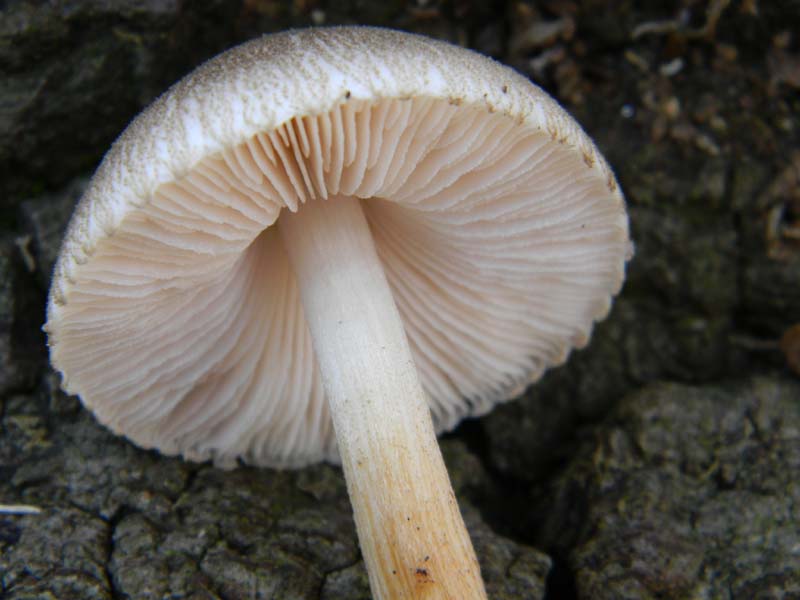 Fotografato il 18.01.2011.tronco morto di quercia