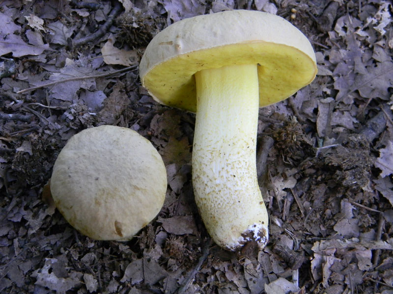 Ritrovamenti del 5.08.2011.sotto Quercia