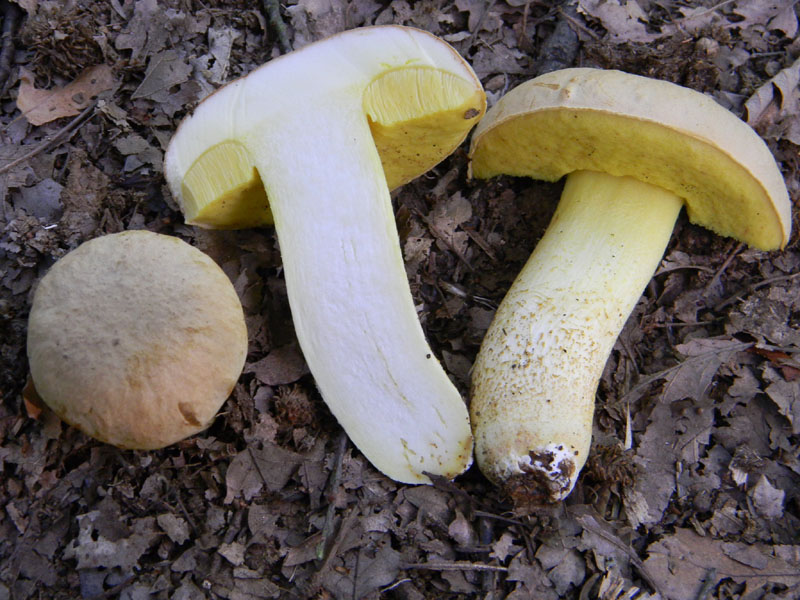 Ritrovamenti del 5.08.2011.sotto Quercia