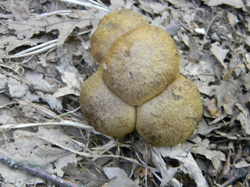 Ritrovamenti del 5.08.2011.sotto Quercia