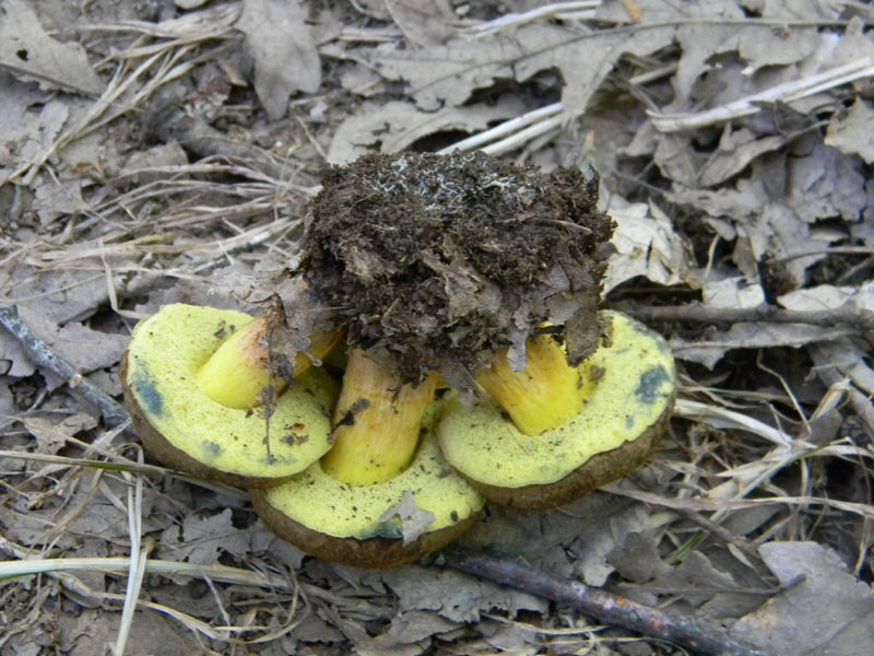Ritrovamenti del 5.08.2011.sotto Quercia