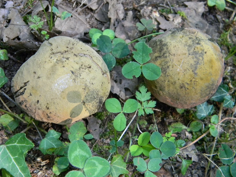 Ritrovamenti del 5.08.2011.sotto Quercia